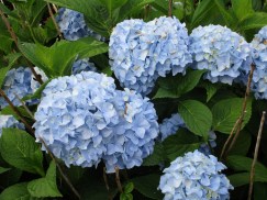 7-27-15, plymouth time 1699