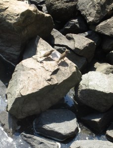 Two birds looking for a drink from a time puddle on the rock!