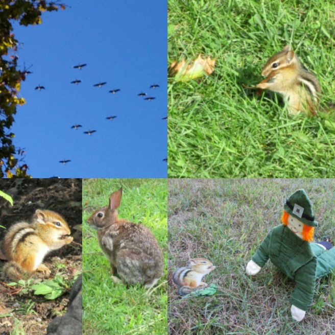 IMG_20161116_001239 (1).jpg