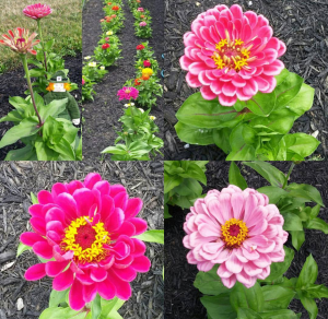 Screenshot_2016-07-24-16-59-26-1