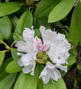 Screenshot_2016-08-01-13-53-25-1-1