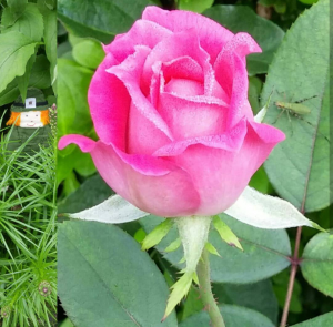 Screenshot_2017-08-25-09-36-18-1