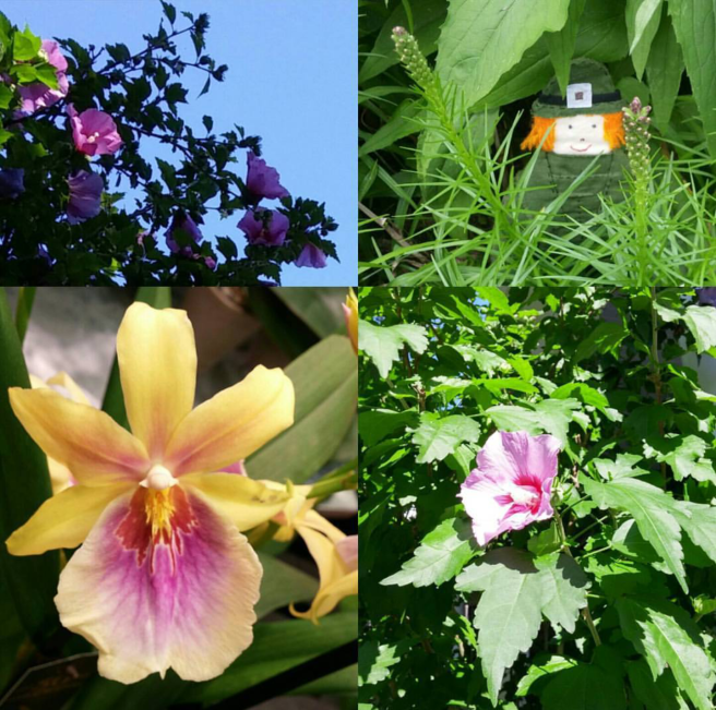 Screenshot_2017-08-25-09-36-25-1